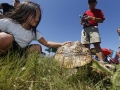 Cols-zoo-turtle